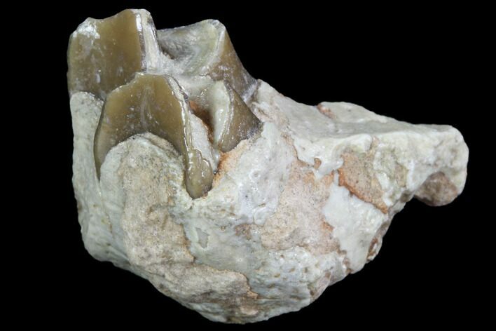 Oreodont (Leptauchenia) Jaw Section - South Dakota #91084